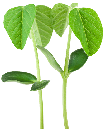 Sementest